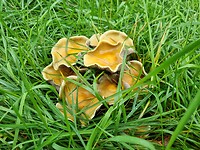 Mooi, maar welke is het?