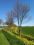 Mooi koolzaad
