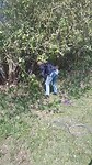 Grasankertje slaan
