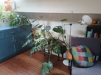 Monsterplant gered