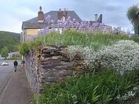 Onverwacht bloemenplaatsje
