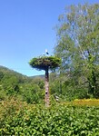 Altijd ooievaars in La Petite Commune