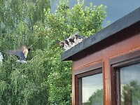 Boerenzwaluwjongen worden gevoerd