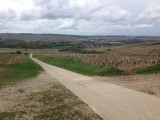 Chablis tussen de wijnvelden
