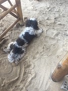 Toto