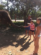 Olifant voeren