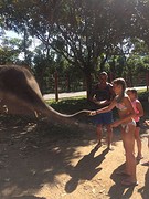 Olifant voeren
