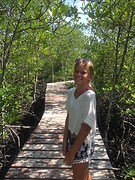 Mangrove joli