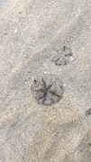Sand dollar
