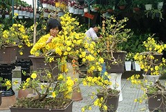 yellow tree