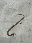 Dead snake