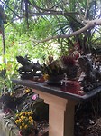 Cat ba tempel 2
