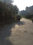 Cat ba street cow