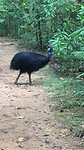 cassowary