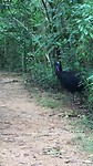 cassowary