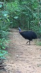 cassowary