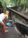 Joli voert cassowary