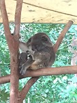 Koala met baby