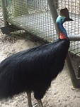 Cassowary