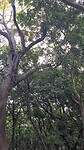 National Forest Kenting