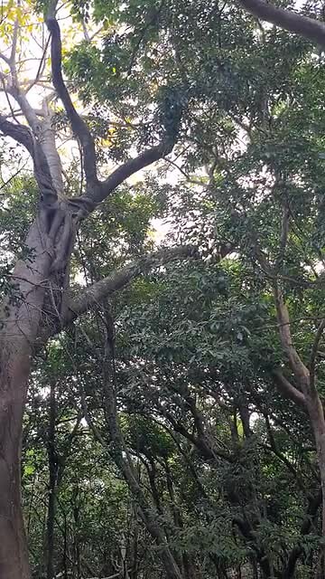 National Forest Kenting