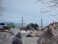 SAM_3217