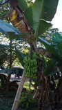 Bananas, Luang Prabang