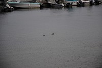 CAN_7938