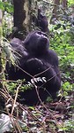 Silverback