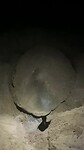 Schildpad