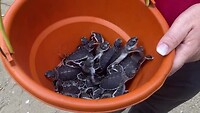 de schildpadjes die worden uitgezet