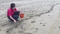 het uitzetten van de schildpadjes