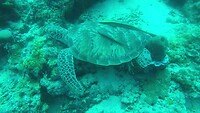een slapende groene schildpad - dive site Temple Wall