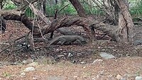 Komodovaraan