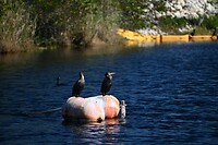 66_Everglades Holiday Park