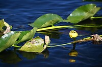 80_Everglades Holiday Park