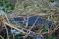 81_Everglades Holiday Park