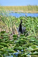 84_Everglades Holiday Park