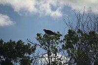 83_Everglades Holiday Park