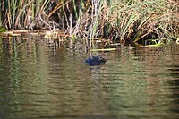 88_Everglades Holiday Park