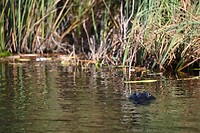 87_Everglades Holiday Park