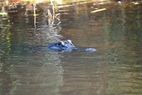 86_Everglades Holiday Park