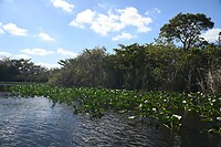 89_Everglades Holiday Park