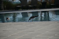 158_Islamorada