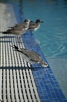 159_Islamorada
