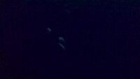 Snorkeling met orca’s