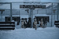 de Puppies