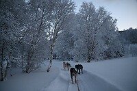 onderweg in het winterwonderland