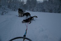 lekker rollen in de sneeuw