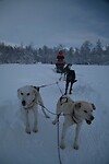 samen met de hondjes